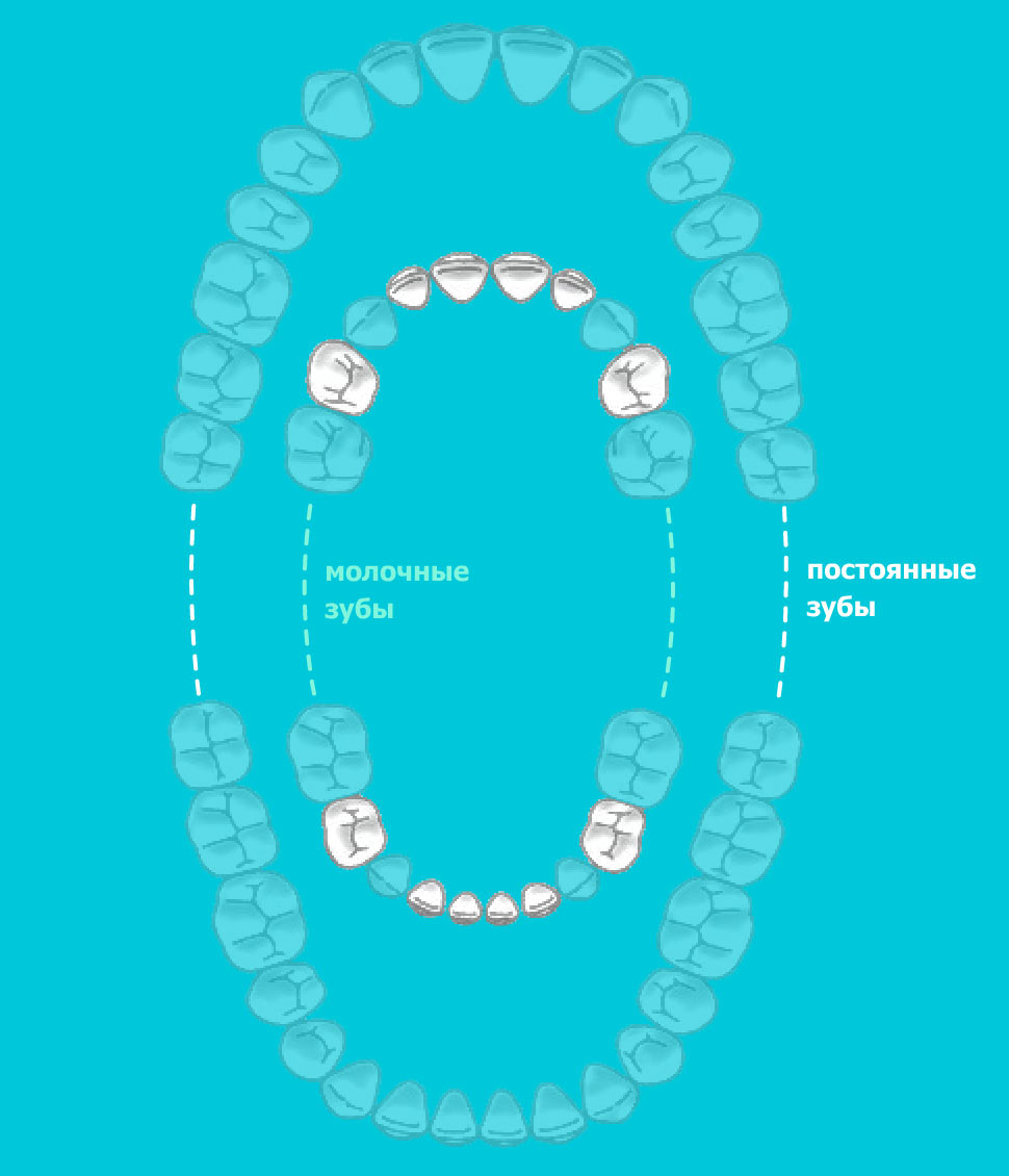 Молочная пятерка зуб. Схема прорезывания зубов. Зубы какие. Какие зубы молочные.